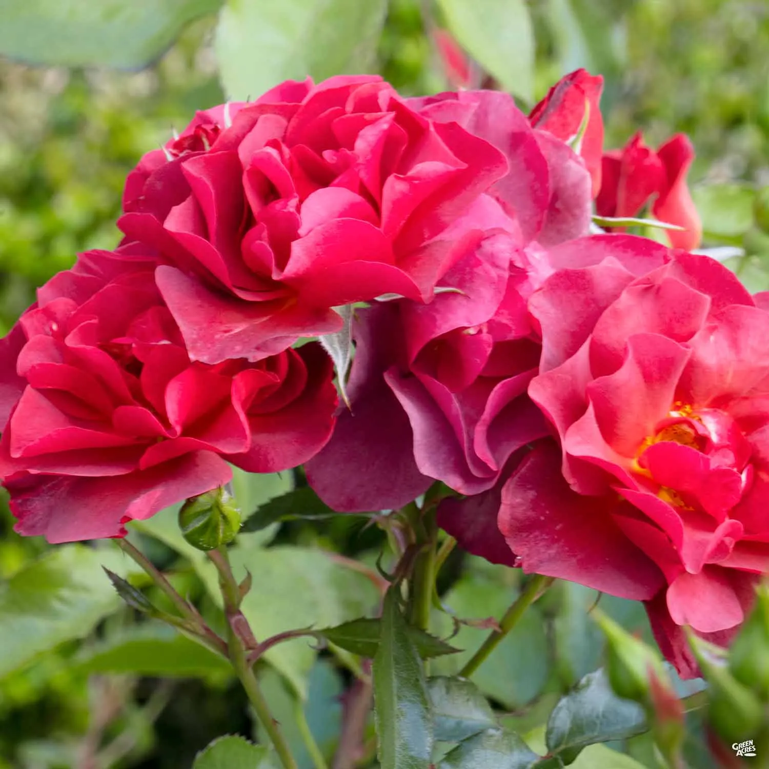 Cinco de Mayo&#8482; Rose Bareroot