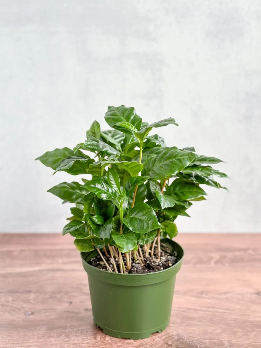 Coffea Arabica - ‘Coffee Plant’ - Various Sizes
