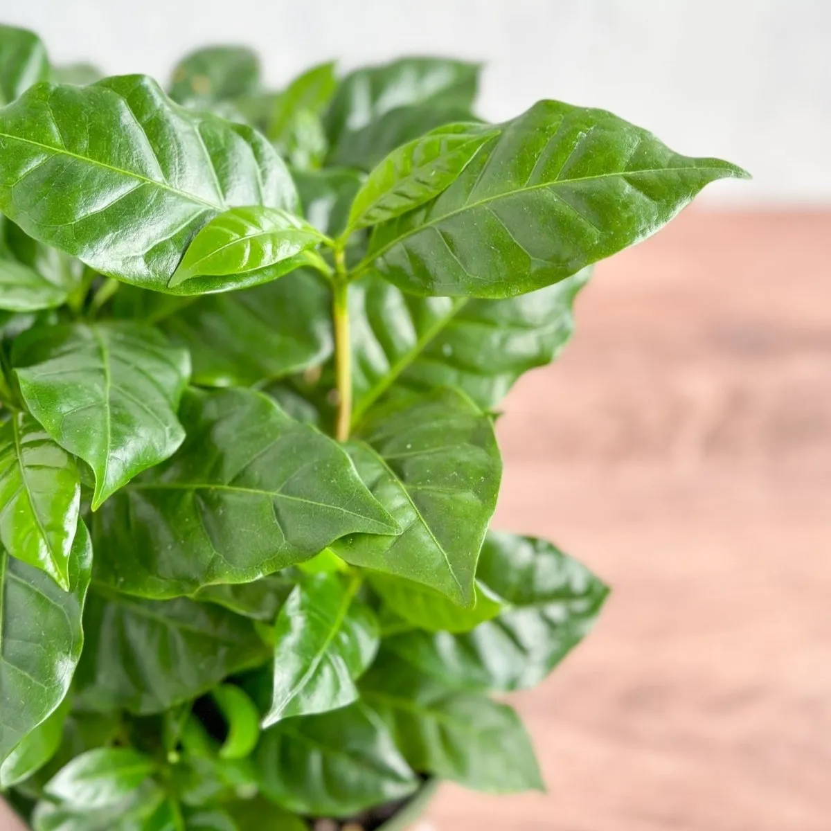 Coffea Arabica - ‘Coffee Plant’ - Various Sizes