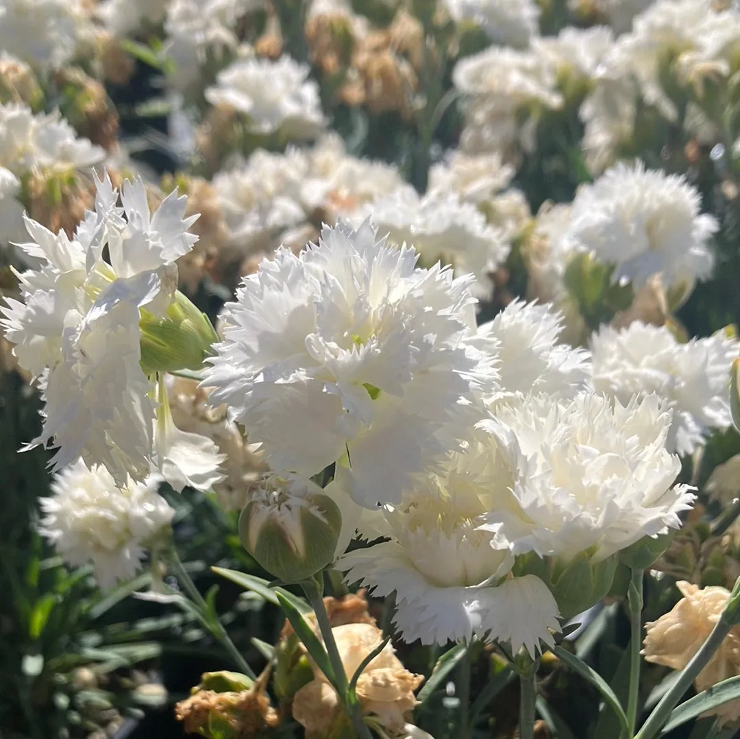 Dianthus ‘Early Bird Frosty’