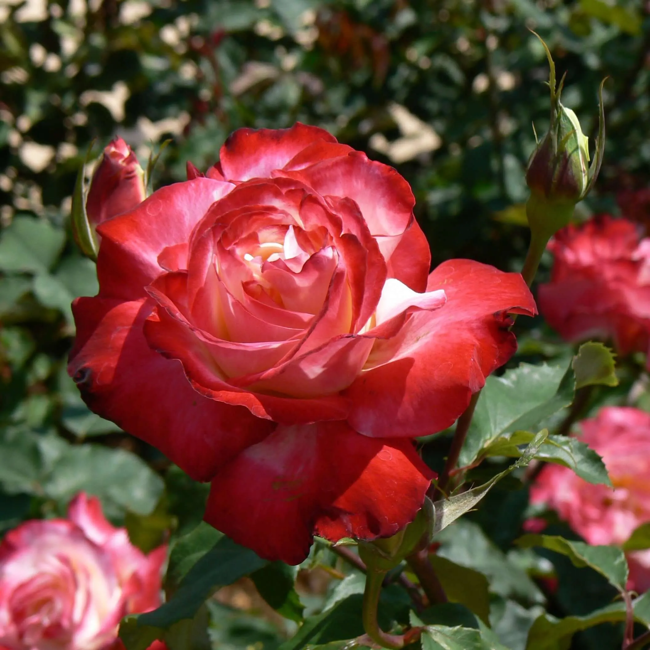 Double Delight Rose Bush