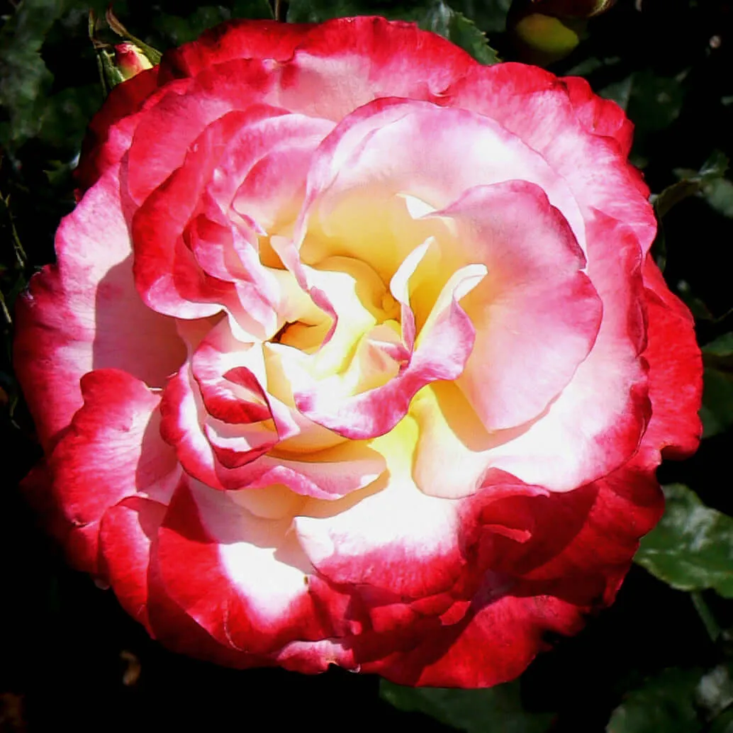 Double Delight Rose Bush