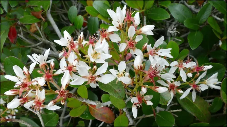 Dwarf Indian Hawthorn Shrub