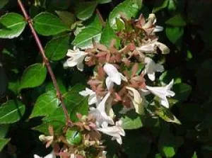 Edward Goucher Abelia