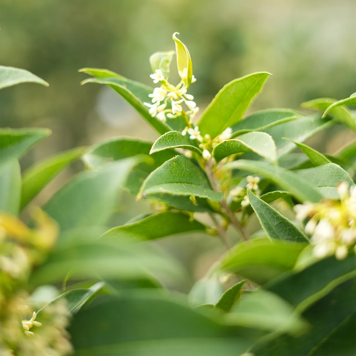 Fragrant Tea Olive Tree