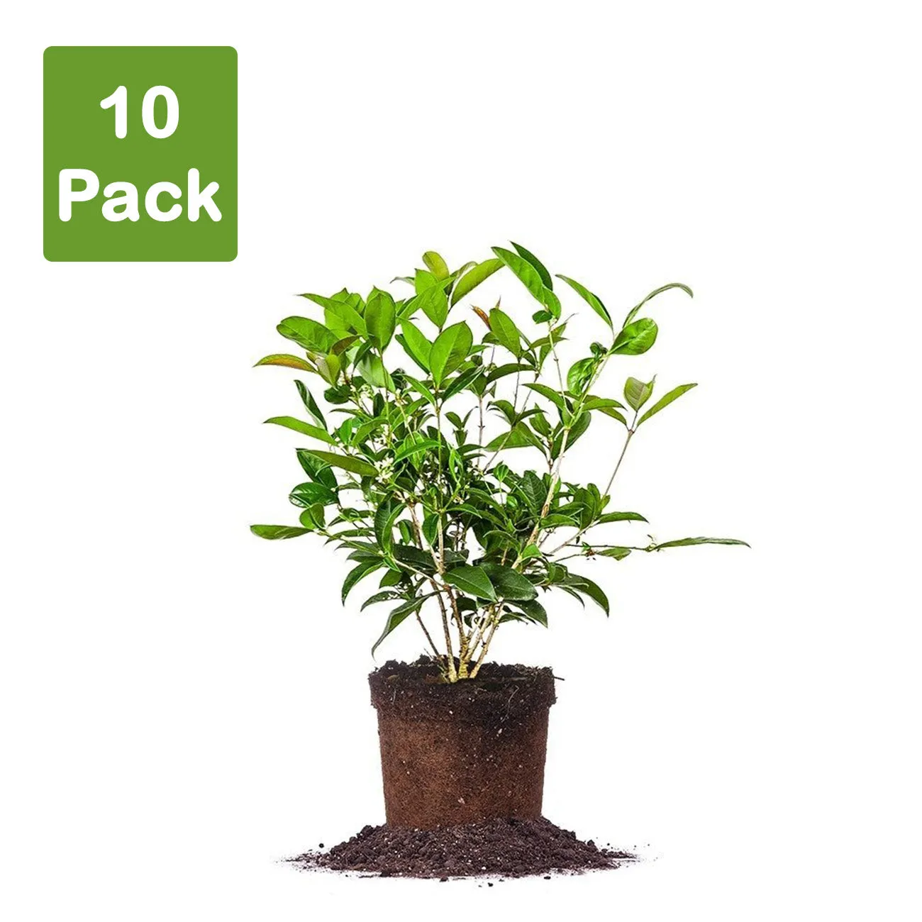 Fragrant Tea Olive Tree