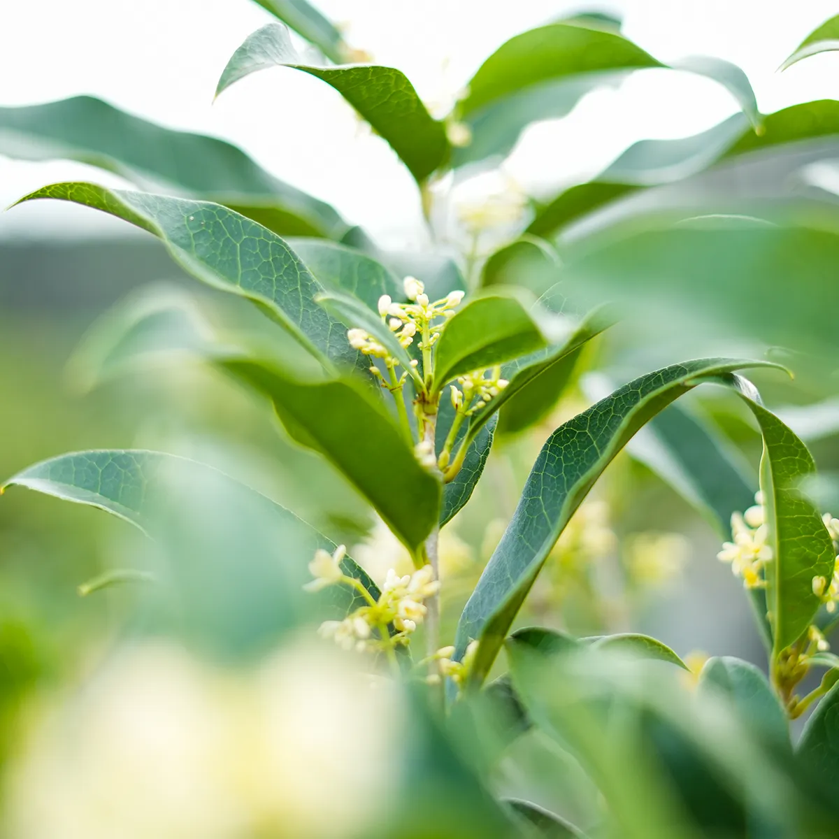 Fragrant Tea Olive Tree