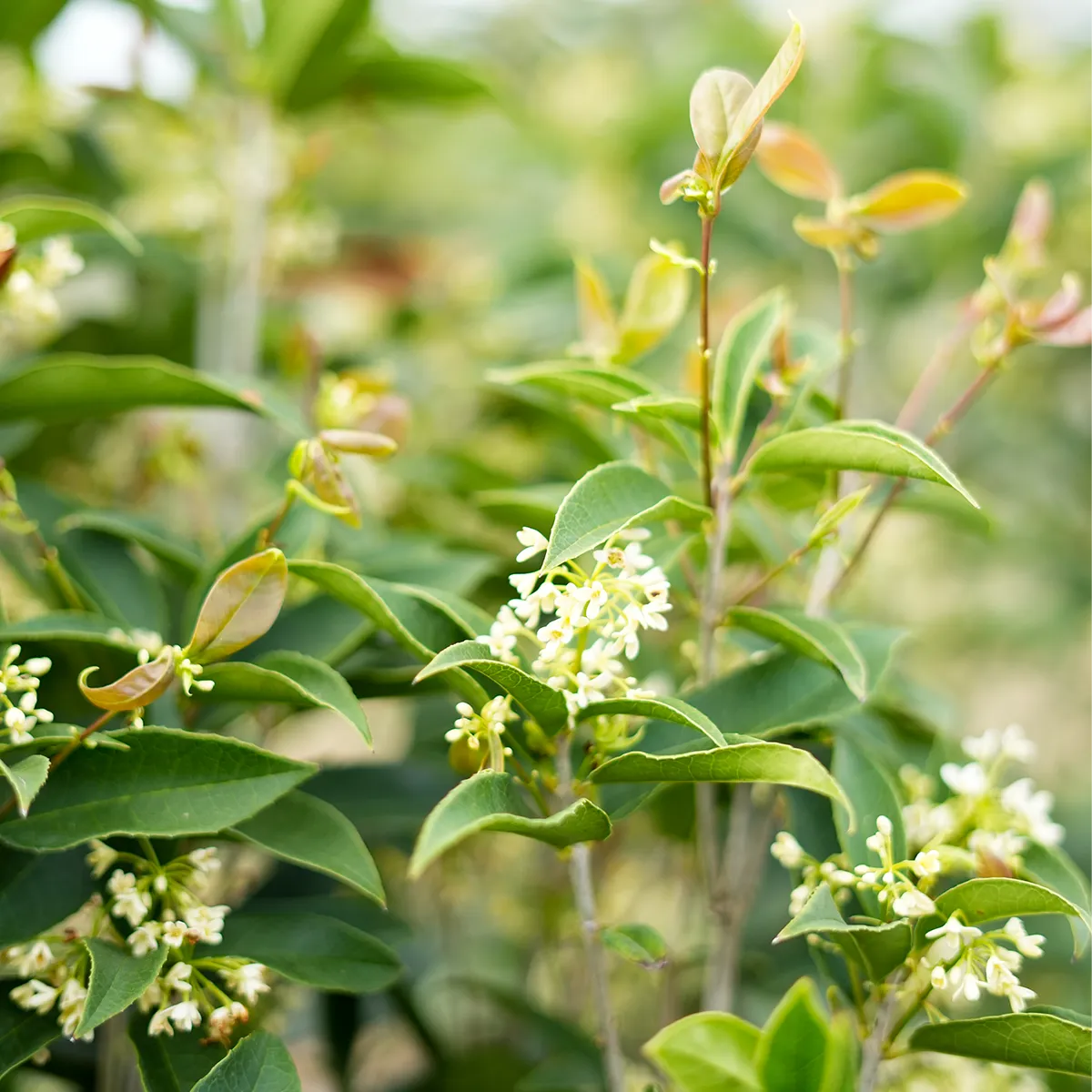 Fragrant Tea Olive Tree