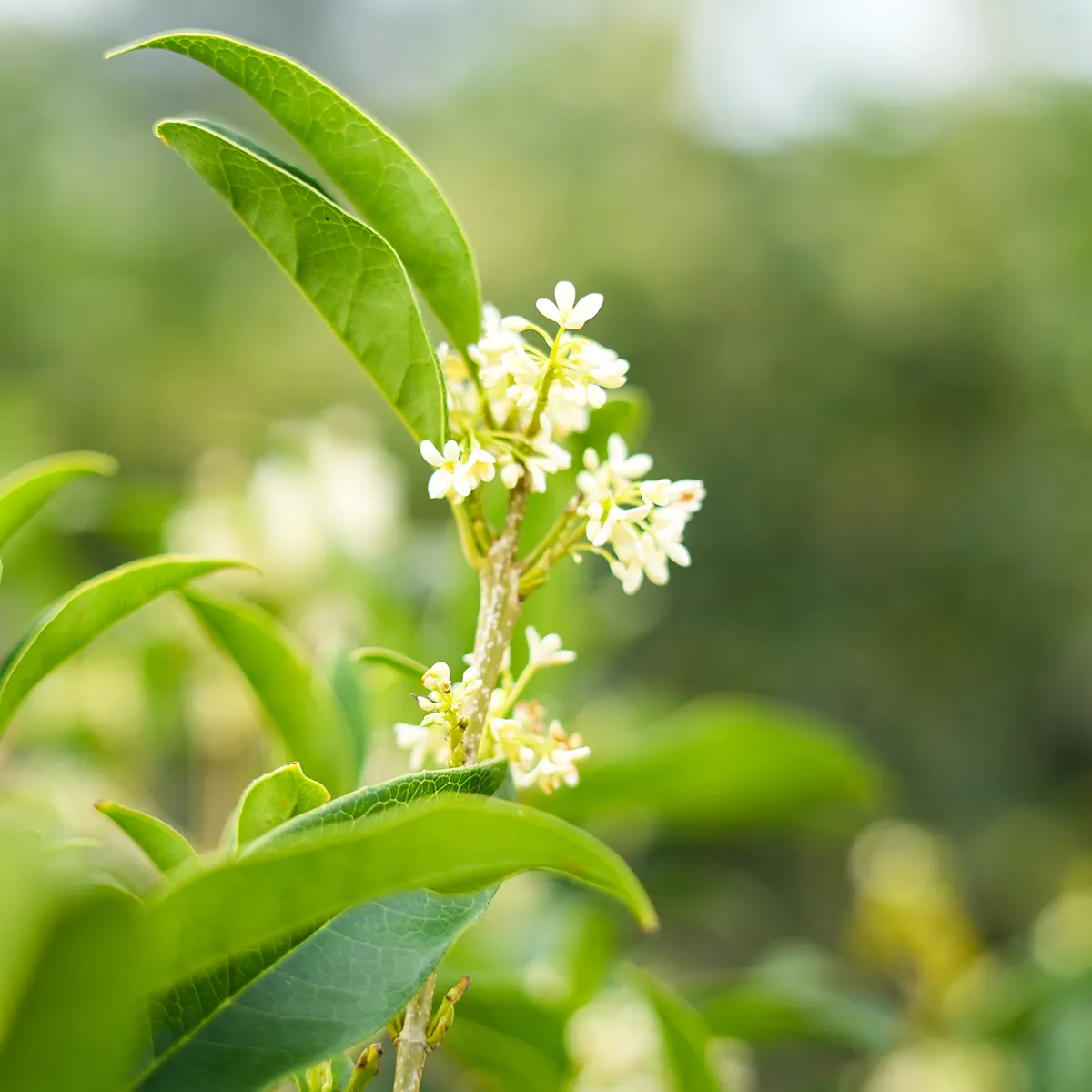 Fragrant Tea Olive Tree