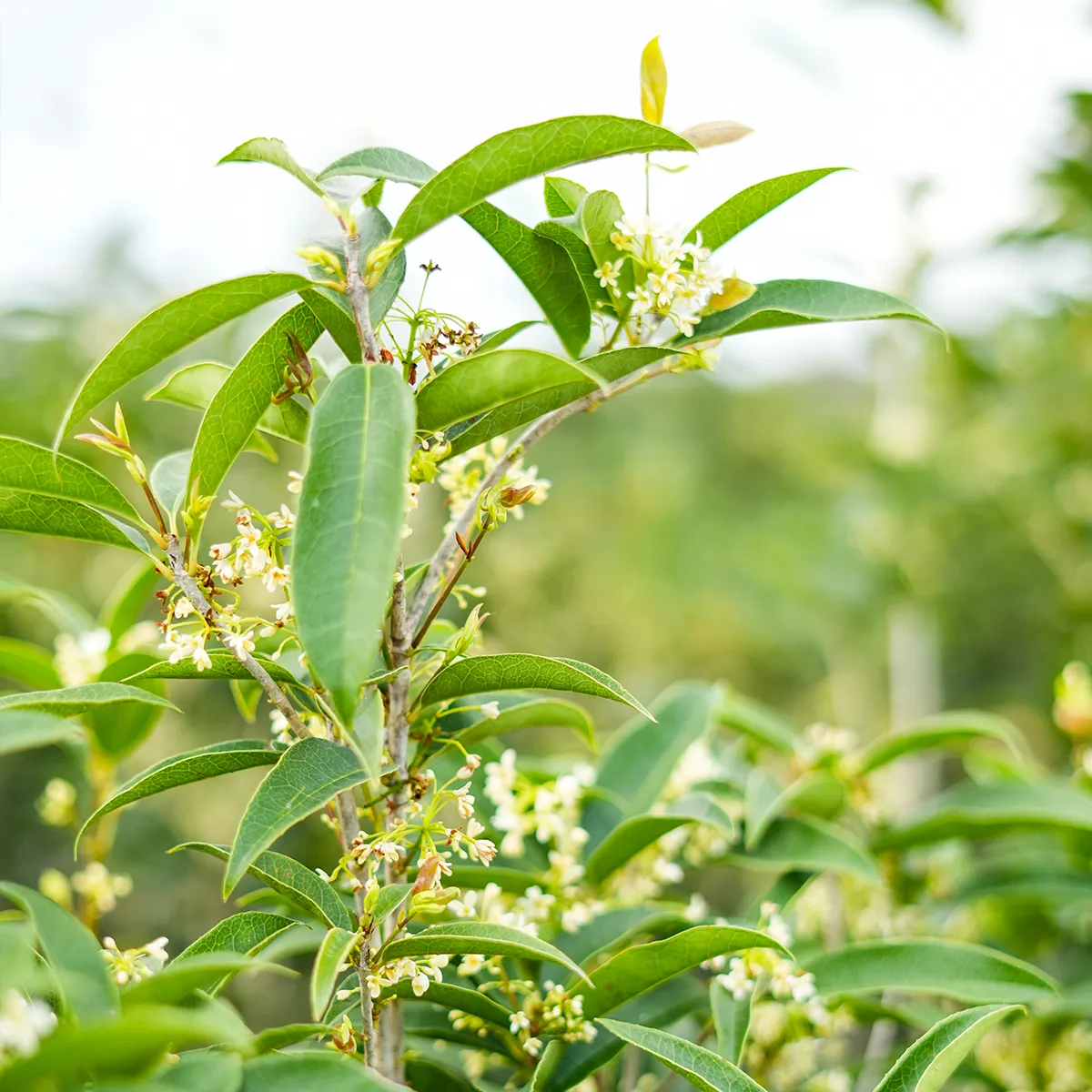Fragrant Tea Olive Tree