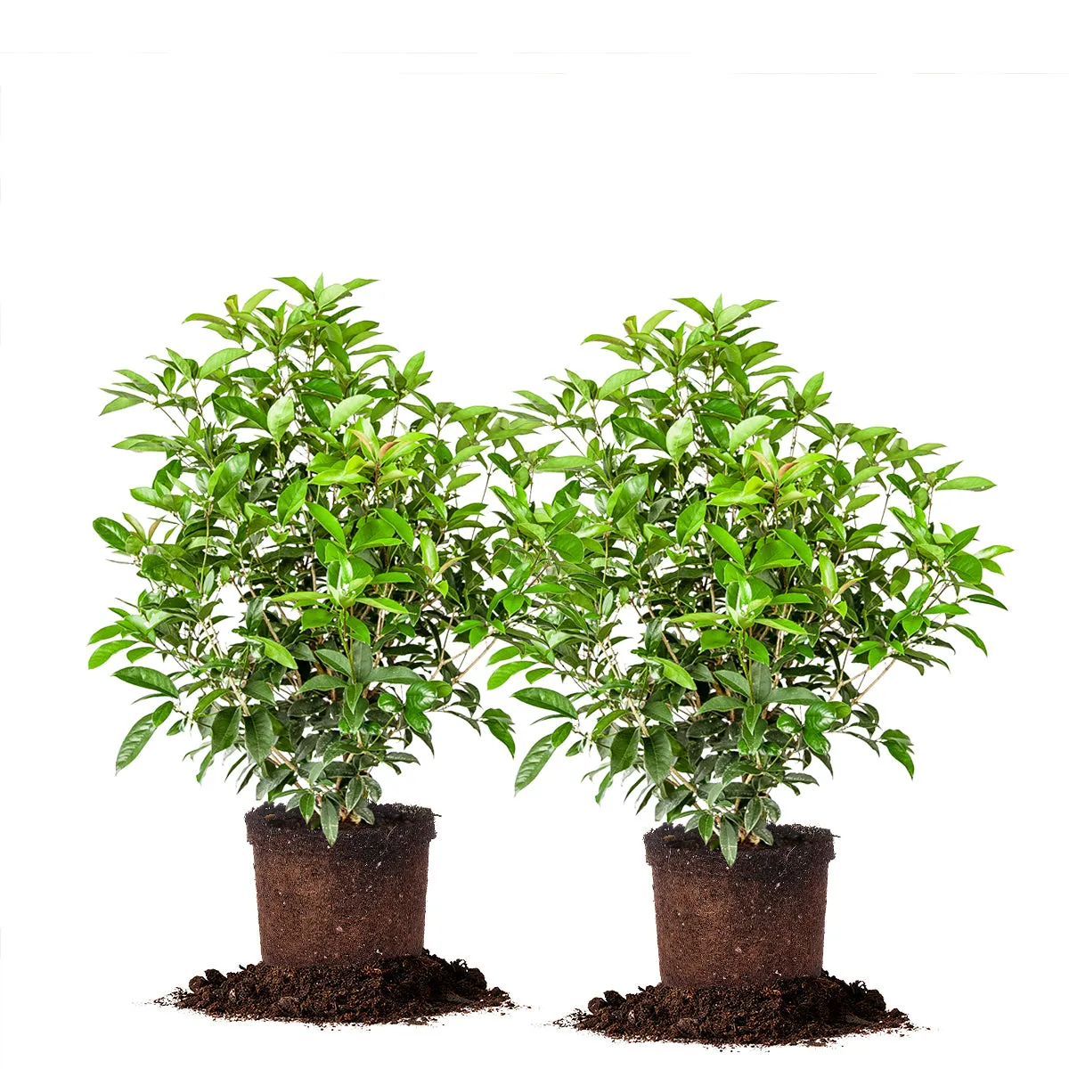 Fragrant Tea Olive Tree