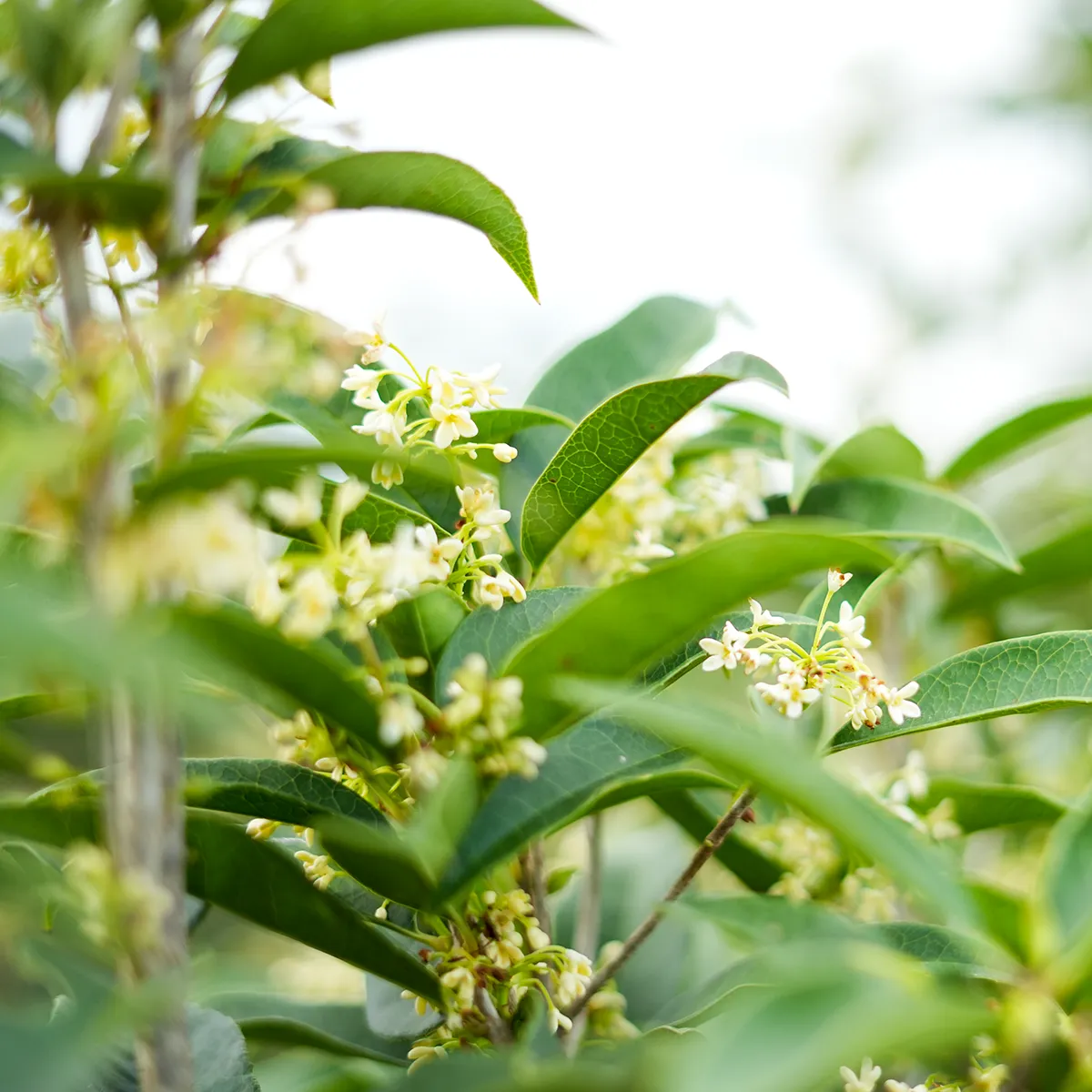 Fragrant Tea Olive Tree