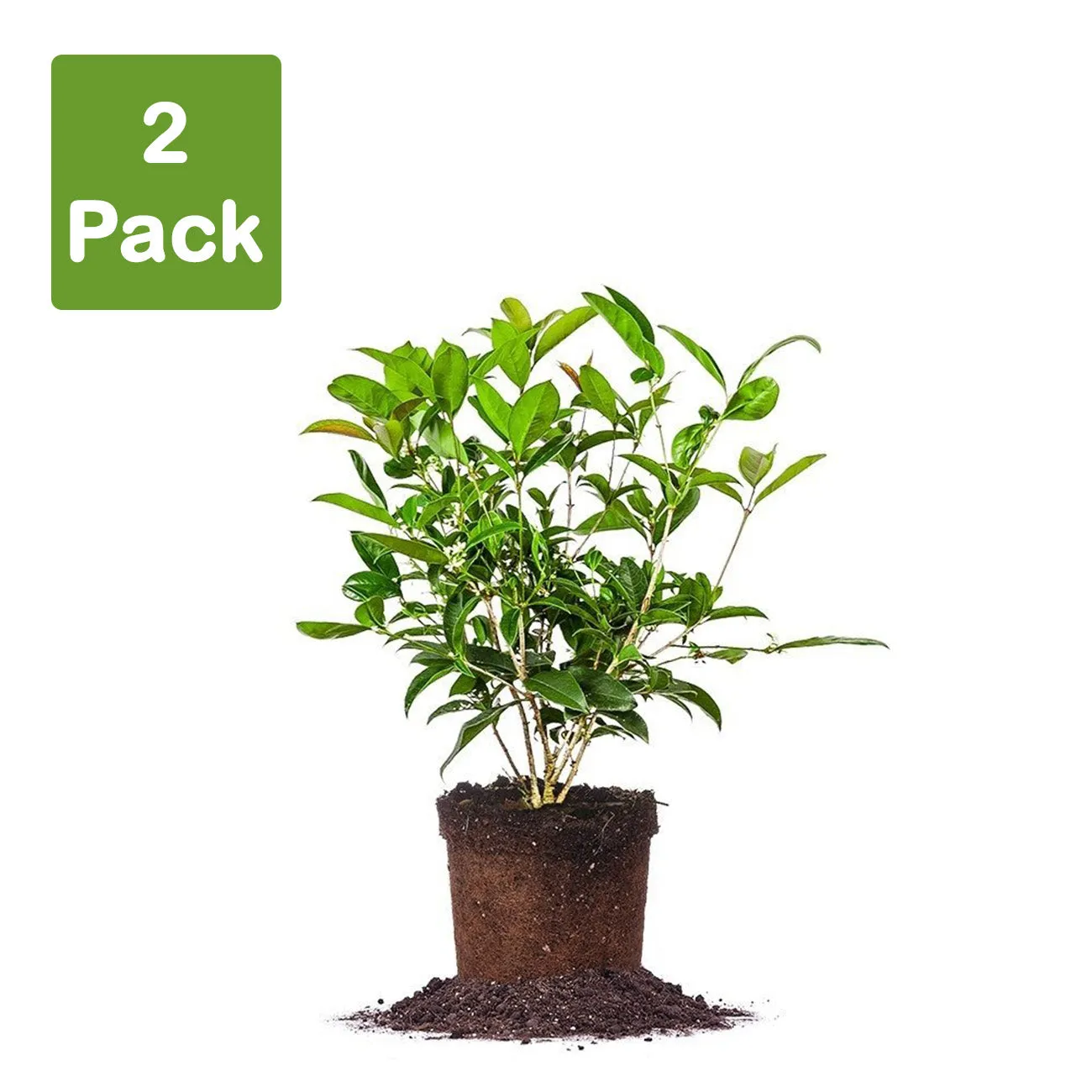 Fragrant Tea Olive Tree