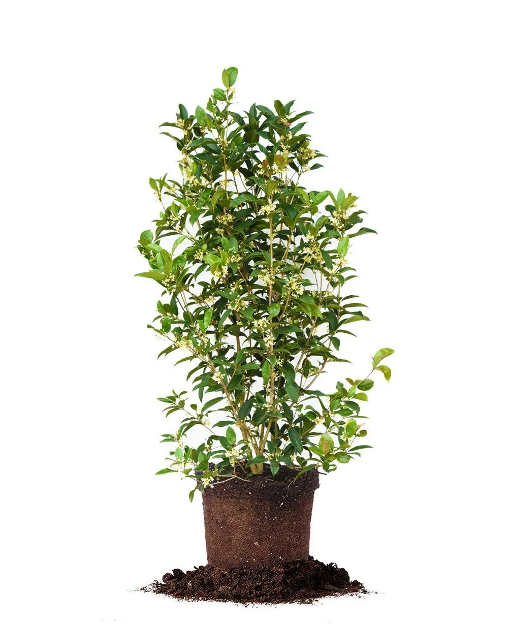 Fragrant Tea Olive Tree
