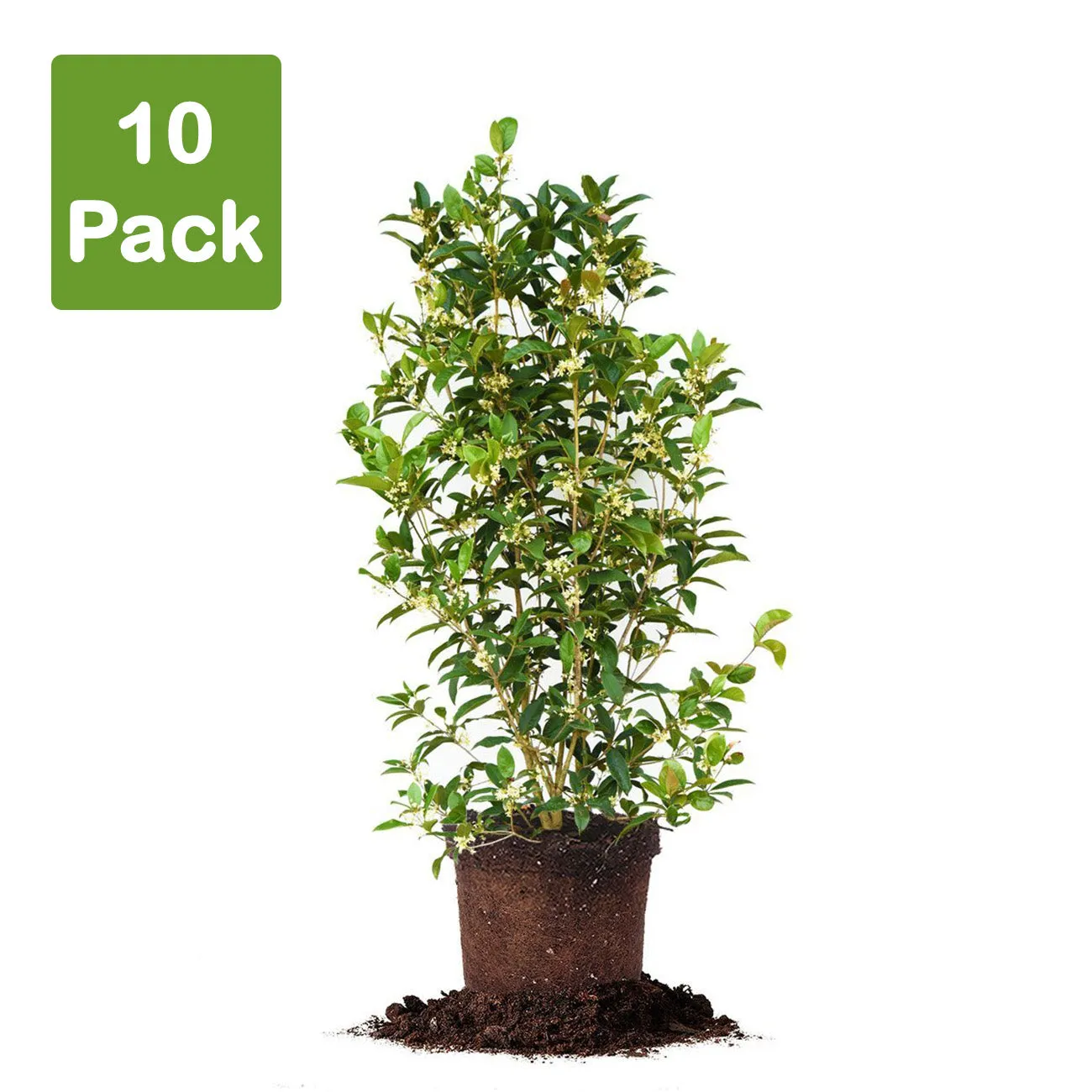 Fragrant Tea Olive Tree