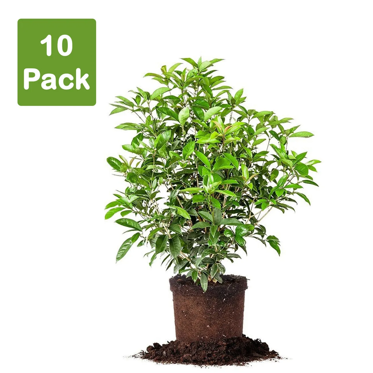 Fragrant Tea Olive Tree