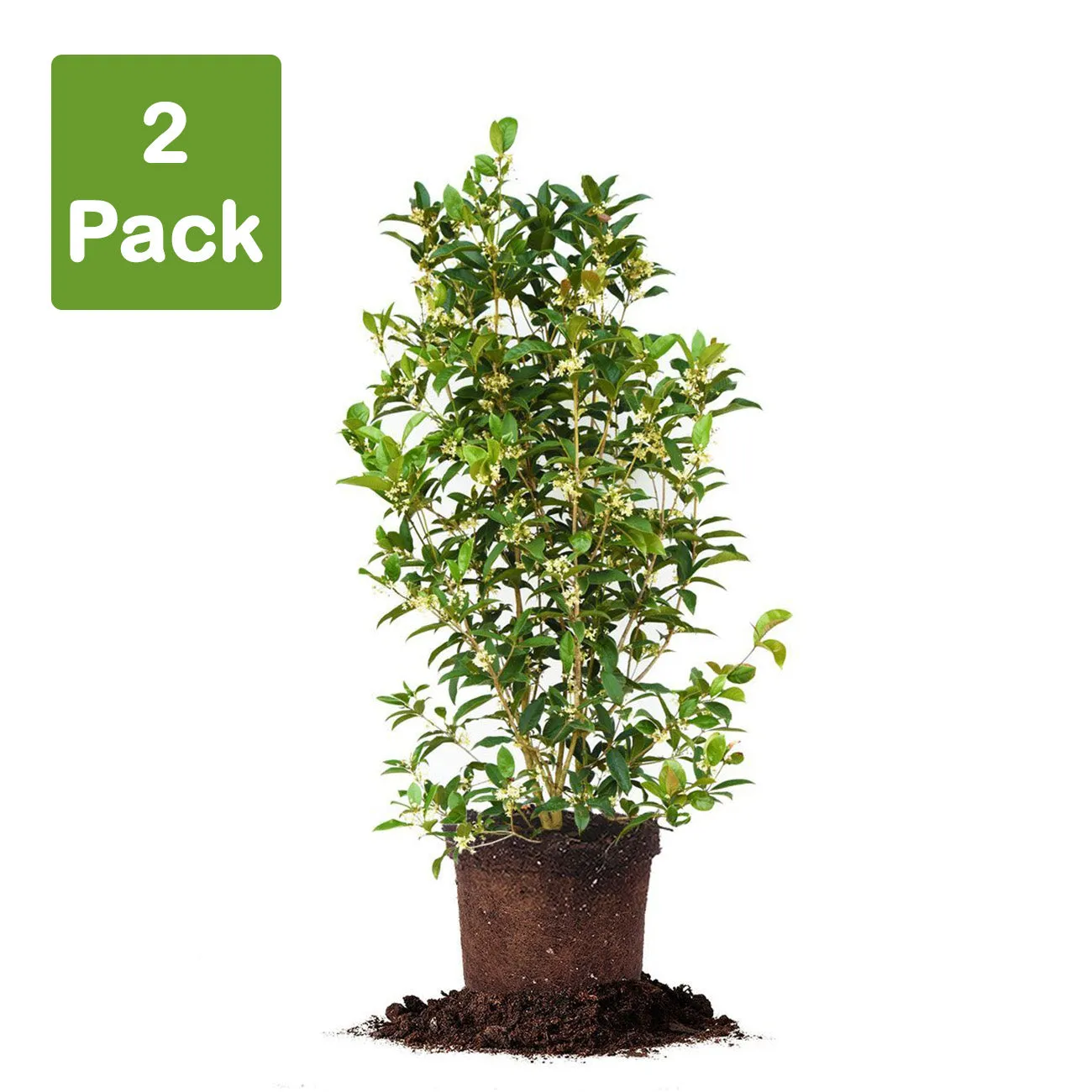 Fragrant Tea Olive Tree