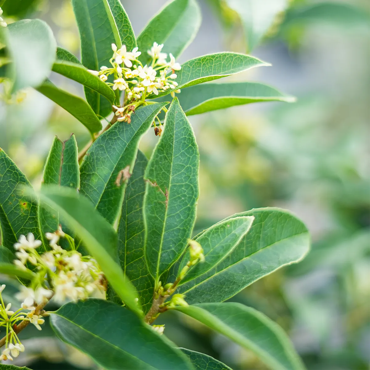 Fragrant Tea Olive Tree