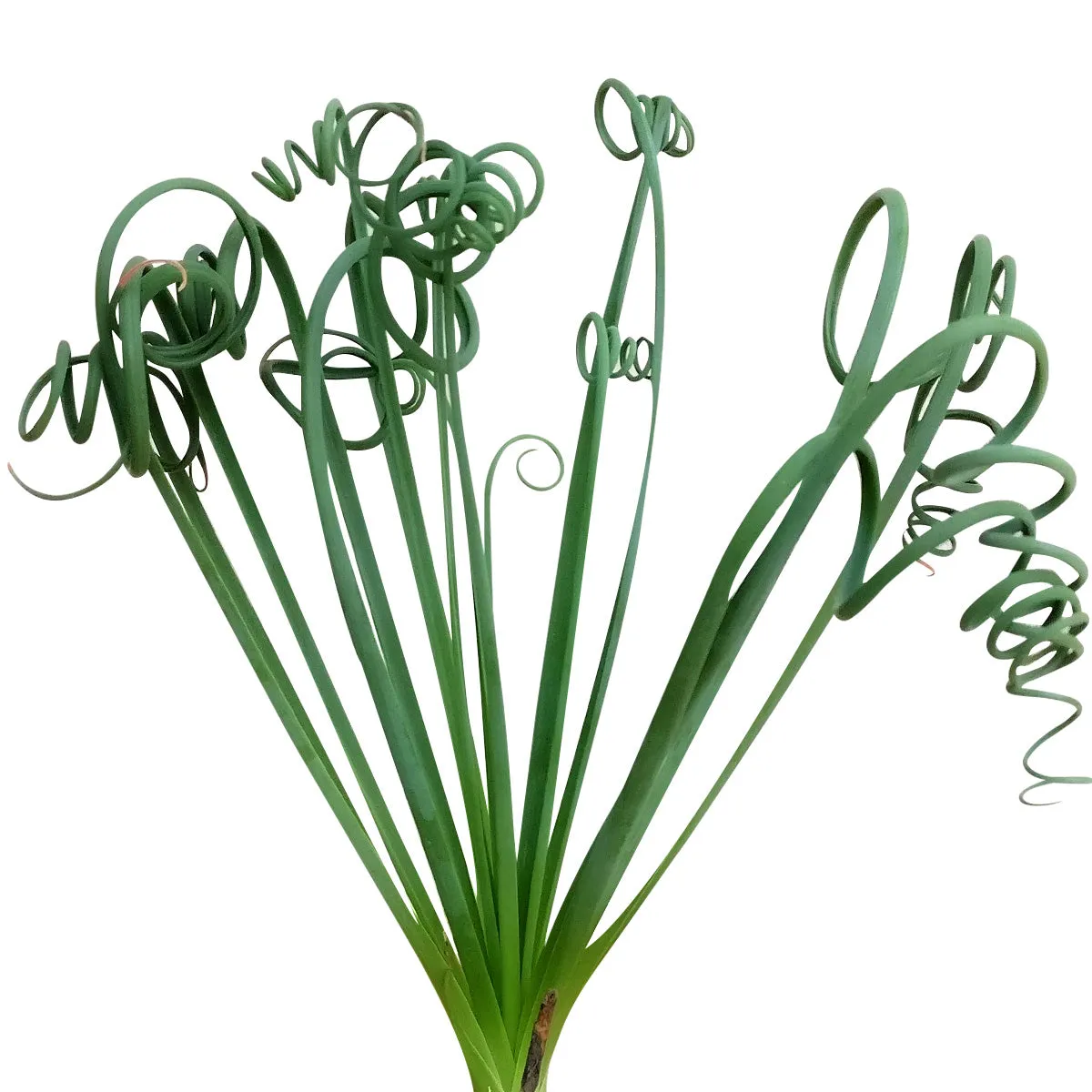 Frizzle Sizzle Albuca Spiralis