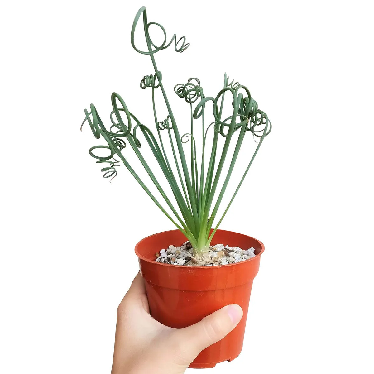 Frizzle Sizzle Albuca Spiralis