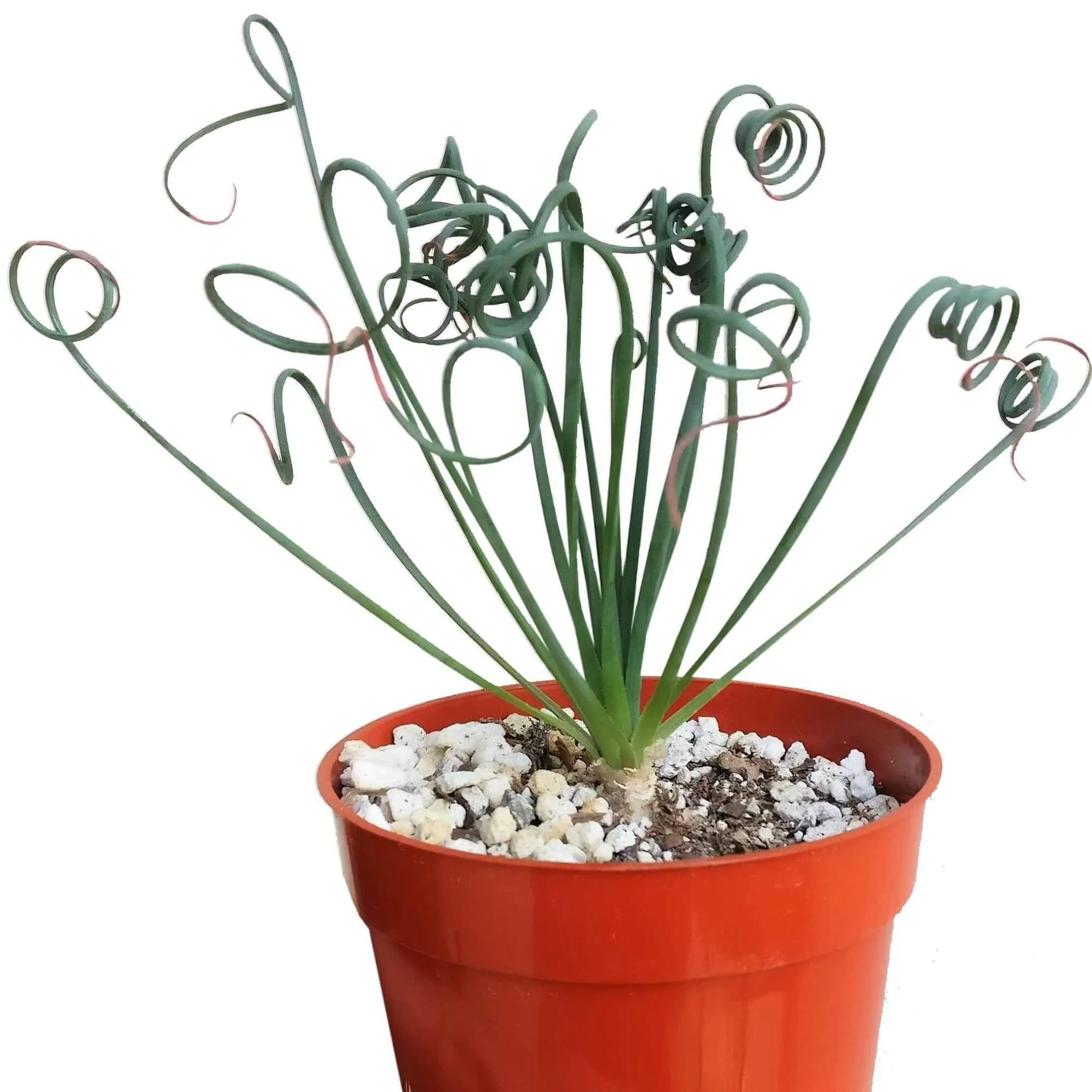 Frizzle Sizzle Albuca Spiralis