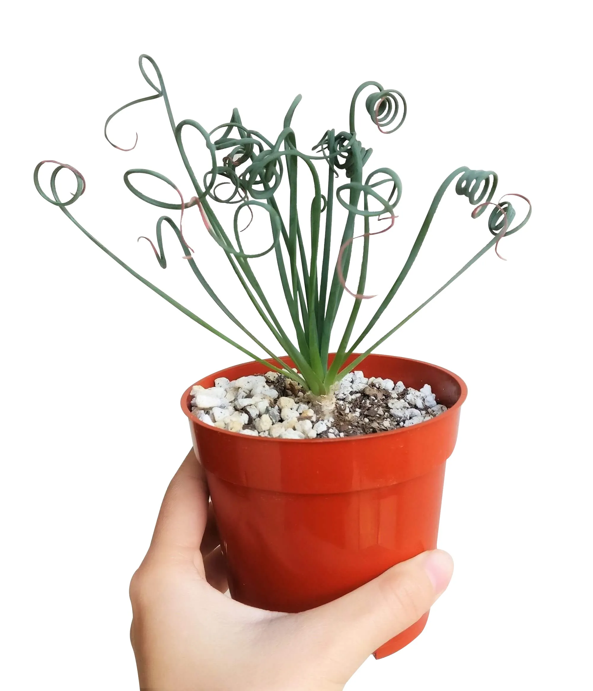 Frizzle Sizzle Albuca Spiralis