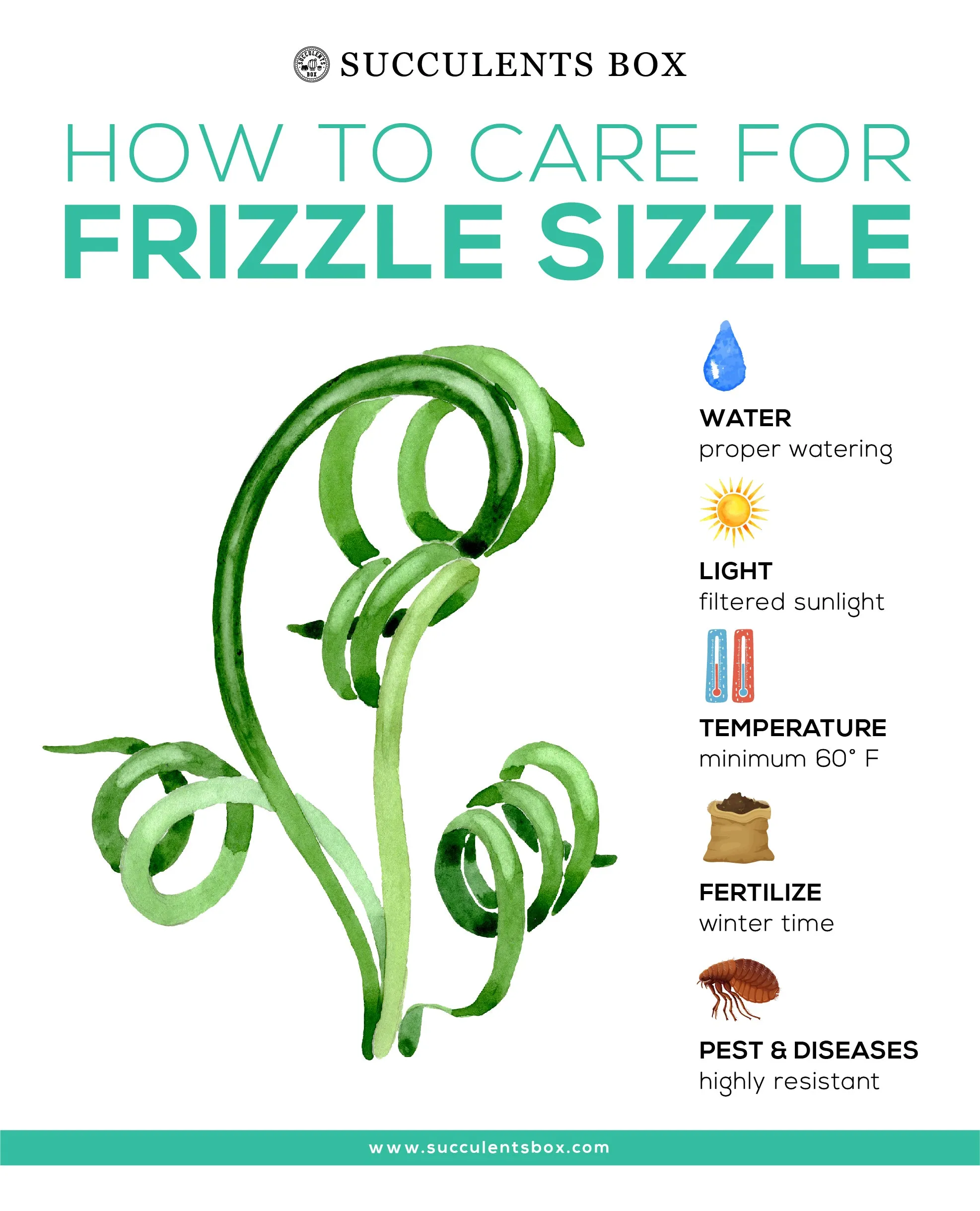 Frizzle Sizzle Albuca Spiralis