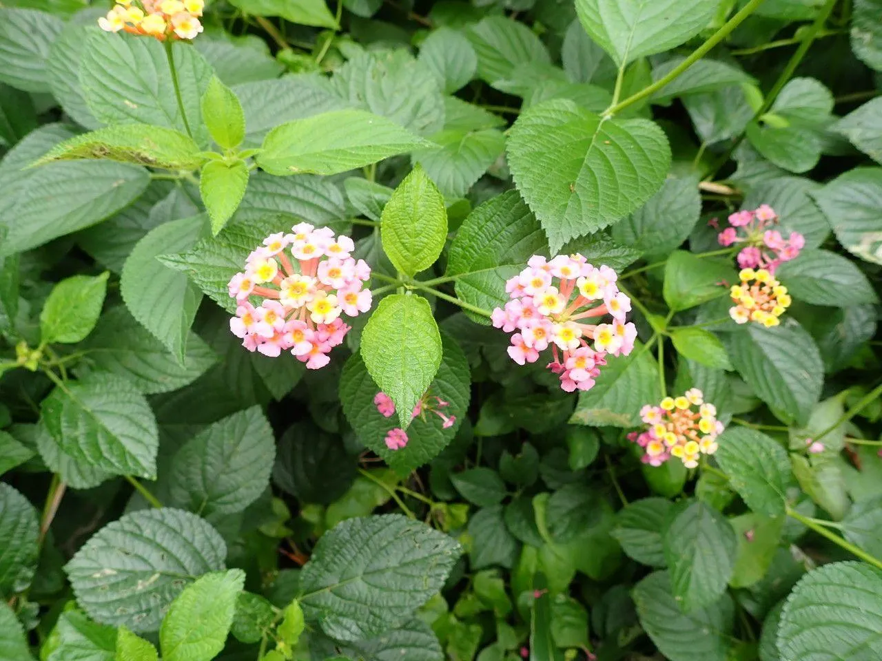 Gorgeous Lantana Camara Plant - Grafted for Sale
