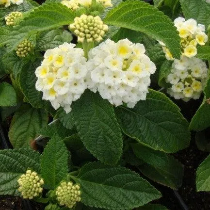 Gorgeous Lantana Camara Plant - Grafted for Sale