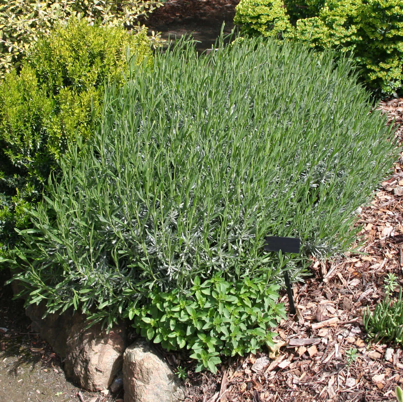 Grosso Lavender