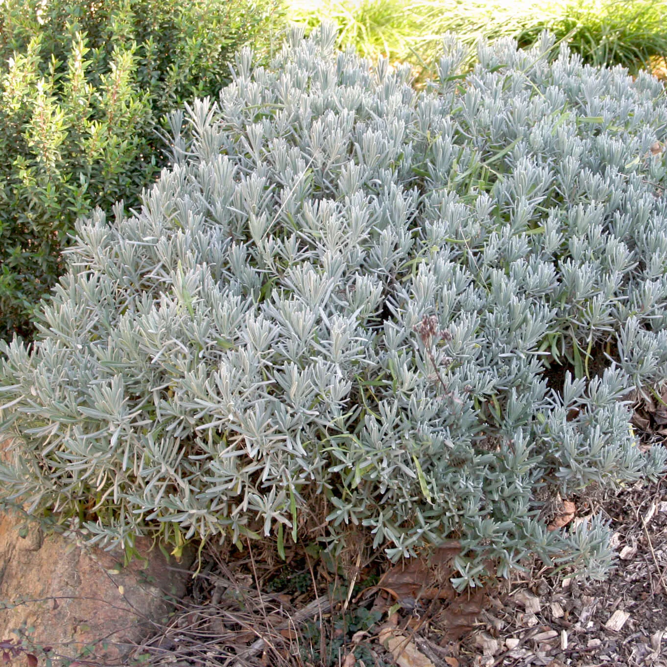 Grosso Lavender