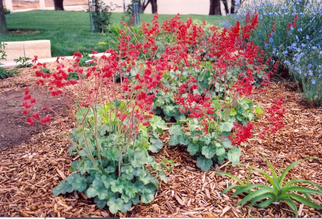 Heuchera sanguinea - Coral Bells 'Firefly'