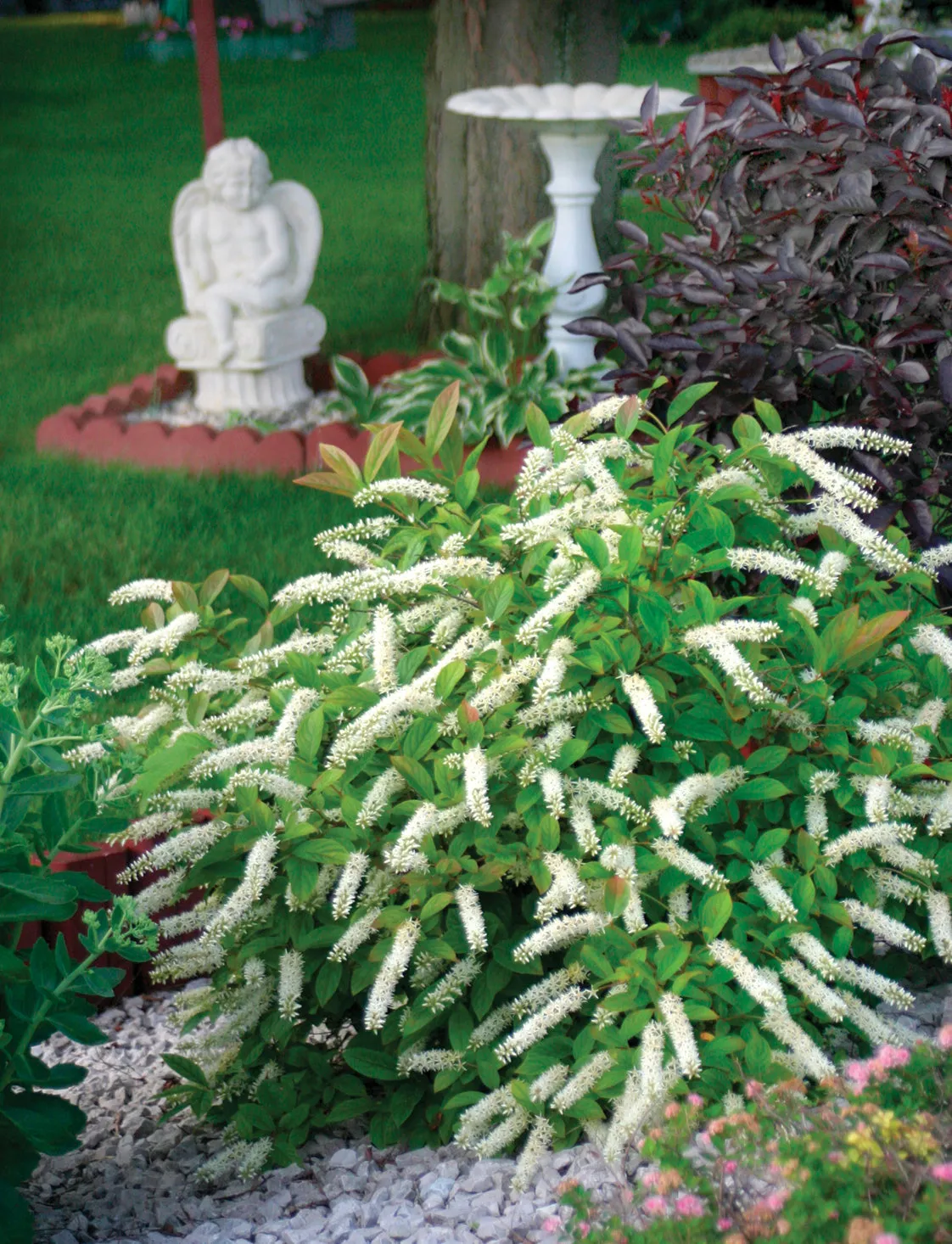 Itea Little Henry Sweetspire Shrub