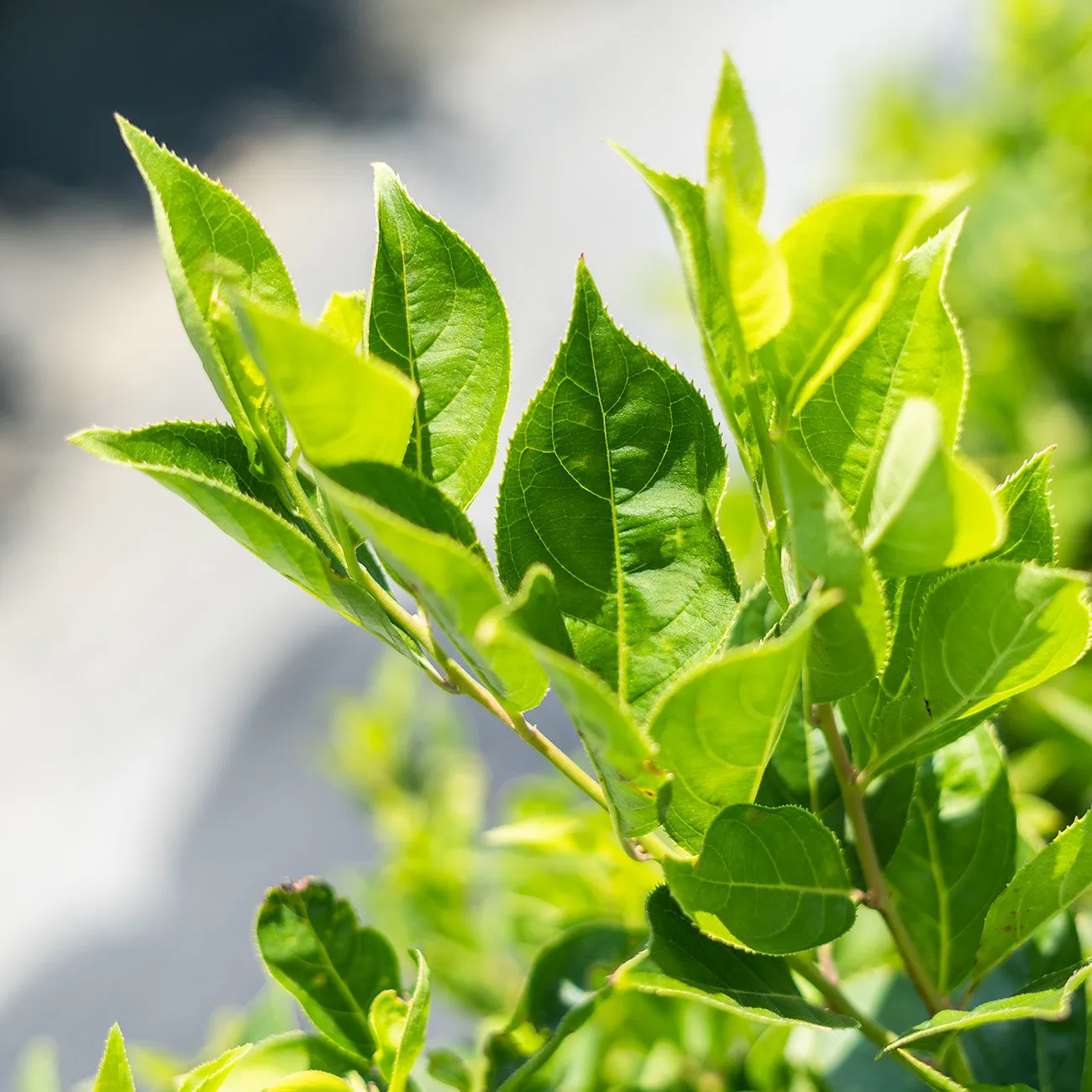 Itea Little Henry Sweetspire Shrub