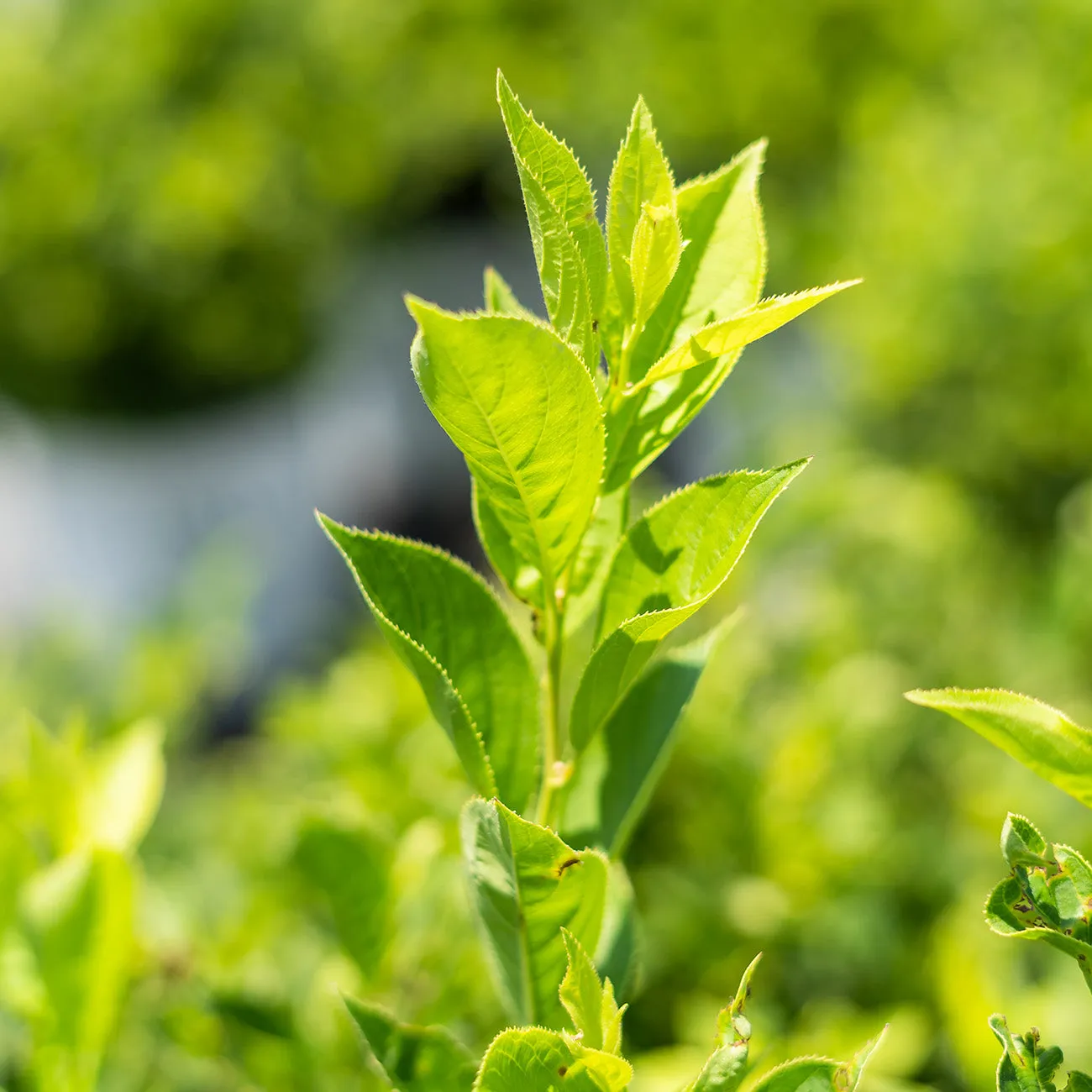 Itea Little Henry Sweetspire Shrub