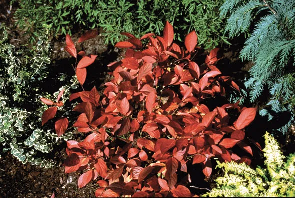 Itea Little Henry Sweetspire Shrub