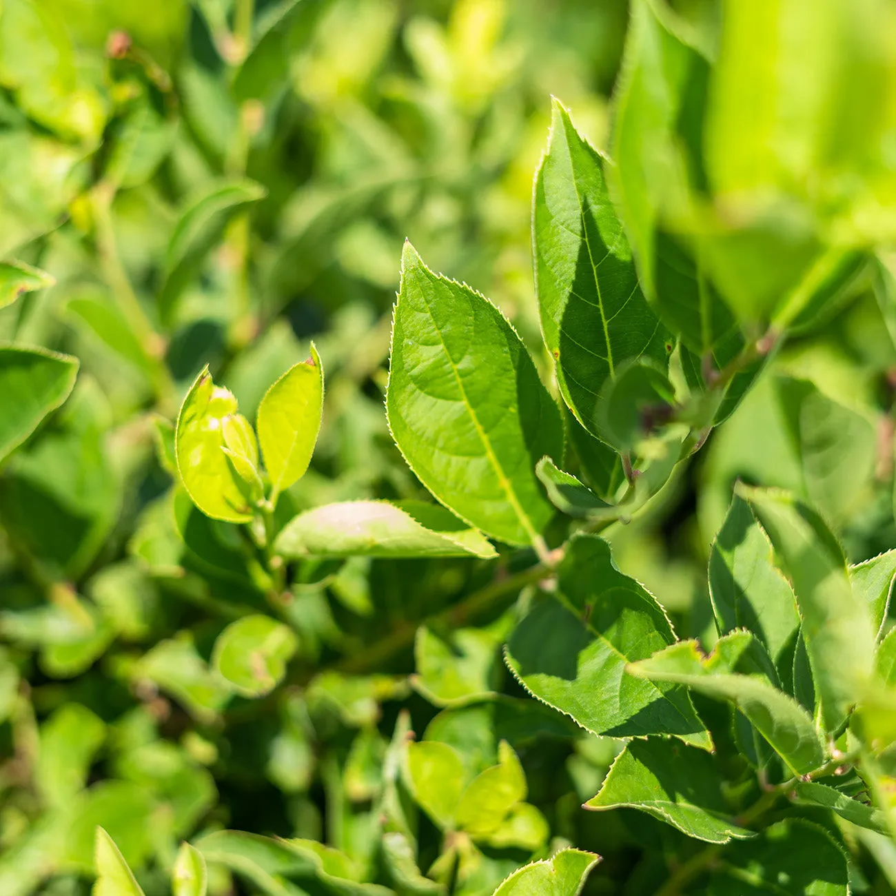 Itea Little Henry Sweetspire Shrub
