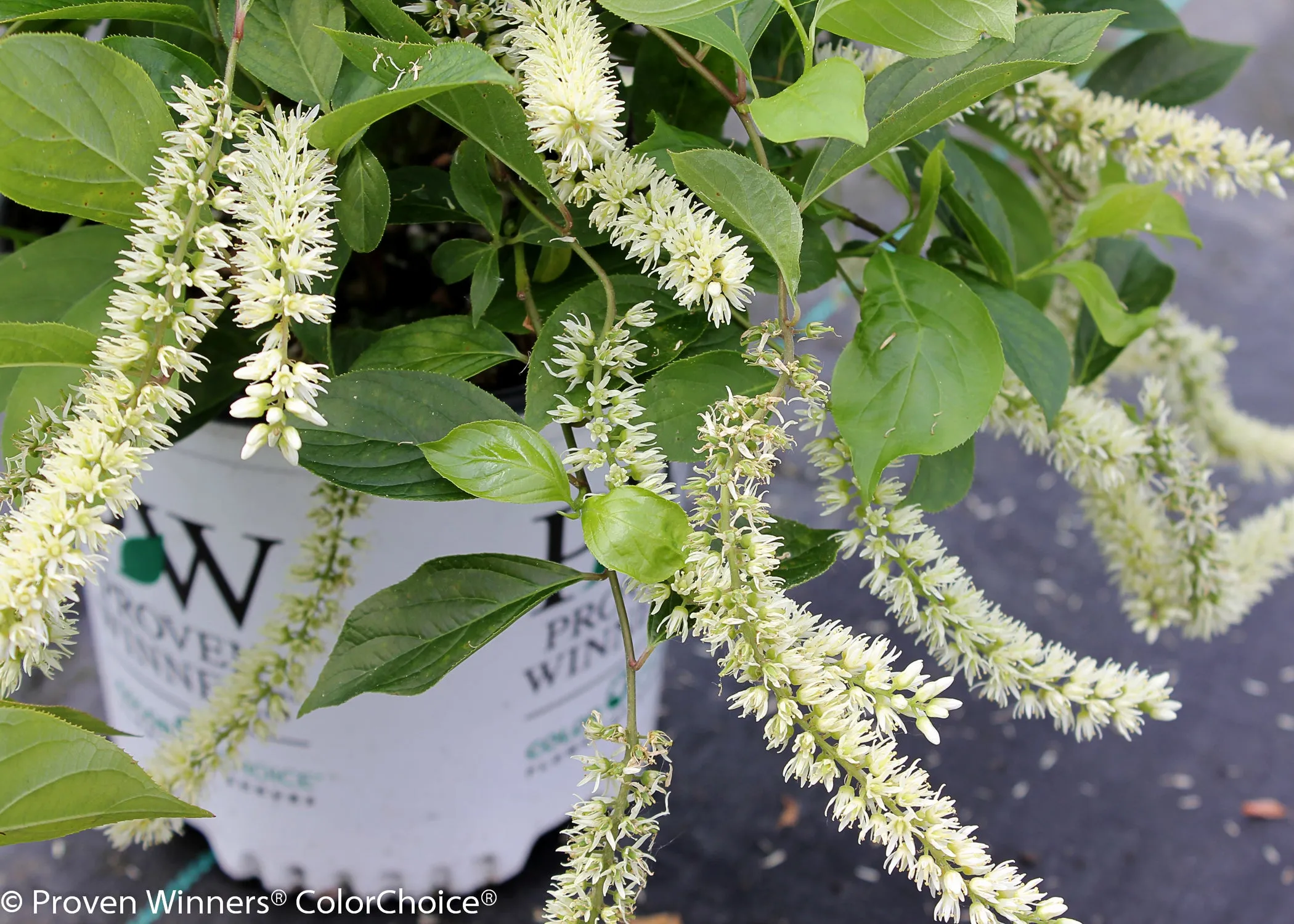 Itea Little Henry Sweetspire Shrub