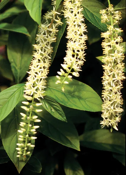 Itea Little Henry Sweetspire Shrub