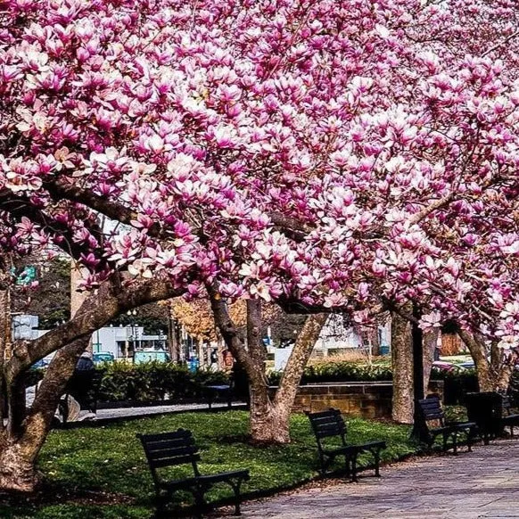 Premium Quality Jane Magnolia Tree for Luxurious Landscaping