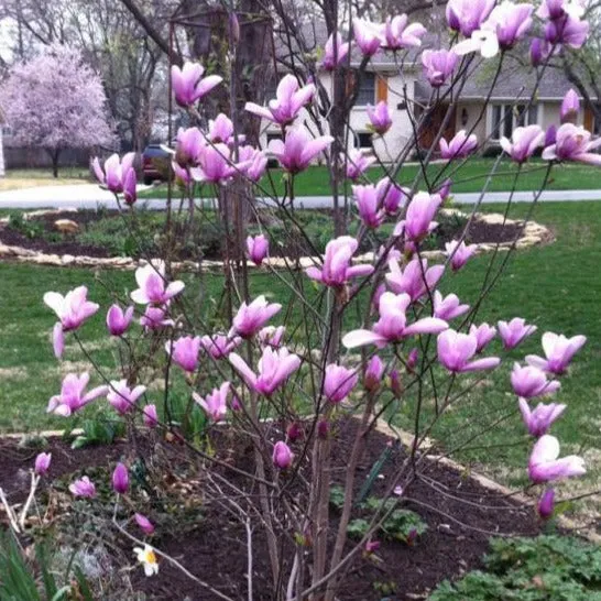 Premium Quality Jane Magnolia Tree for Luxurious Landscaping