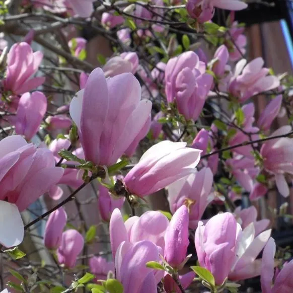 Premium Quality Jane Magnolia Tree for Luxurious Landscaping