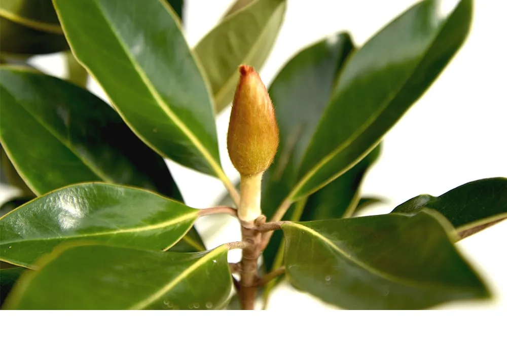Little Gem Magnolia Tree