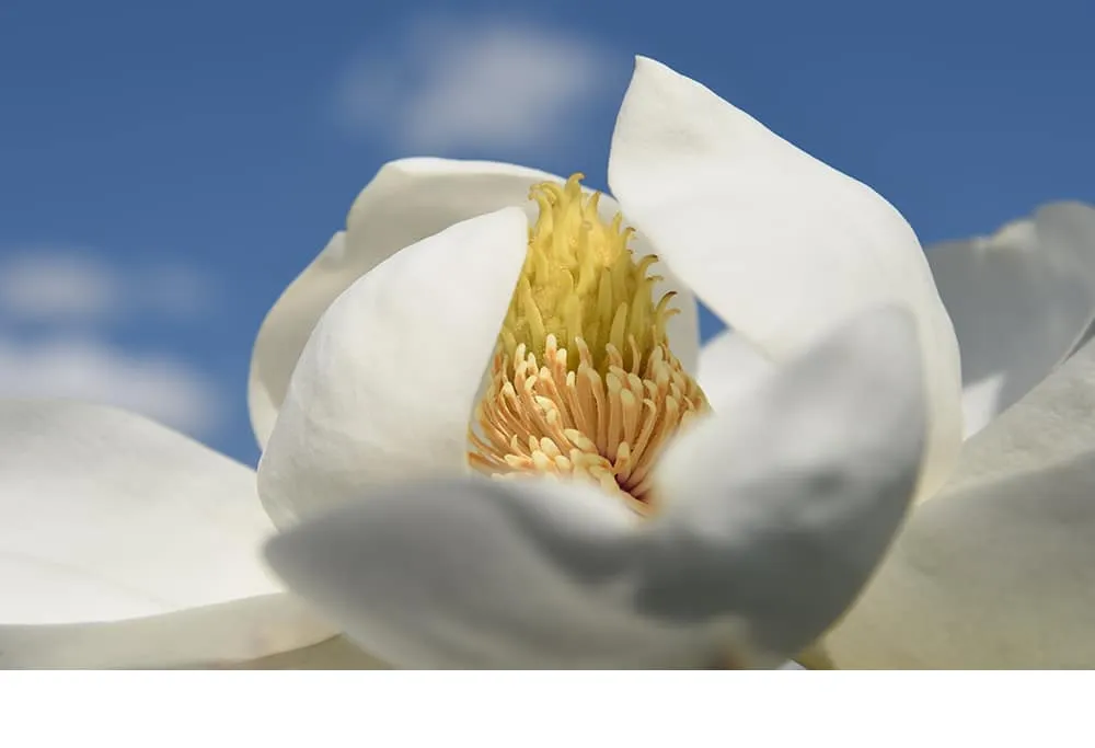 Little Gem Magnolia Tree