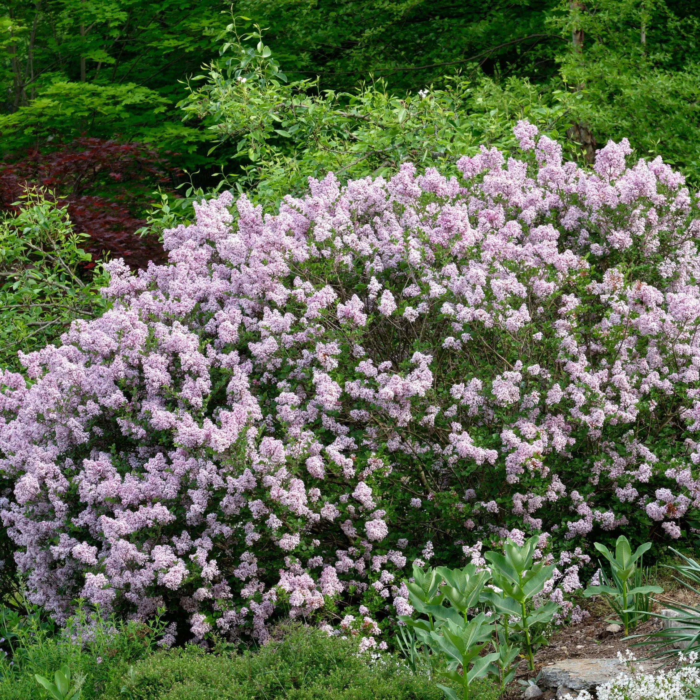 Miss Kim Lilac Shrub