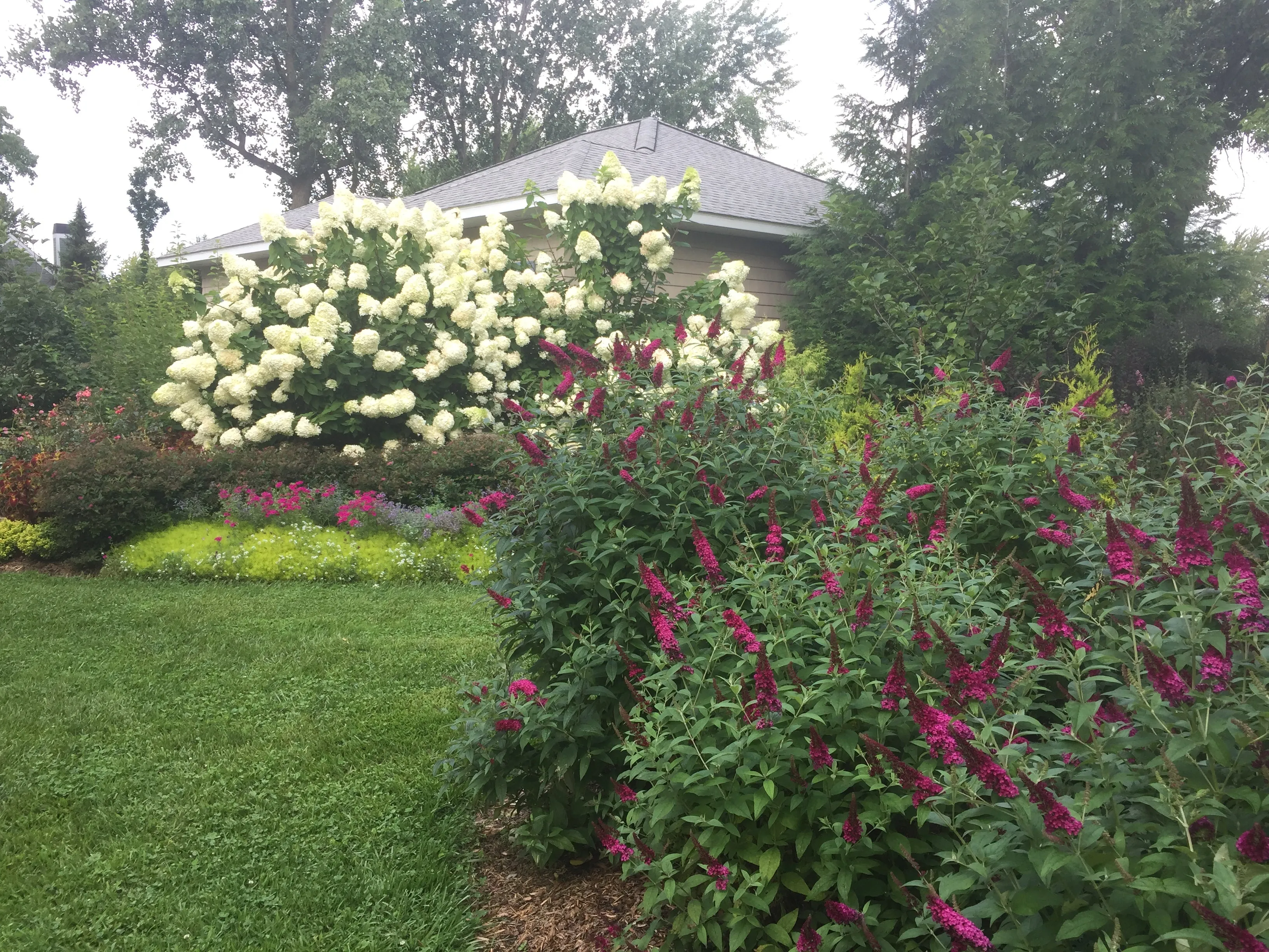 Miss Molly Butterfly Bush