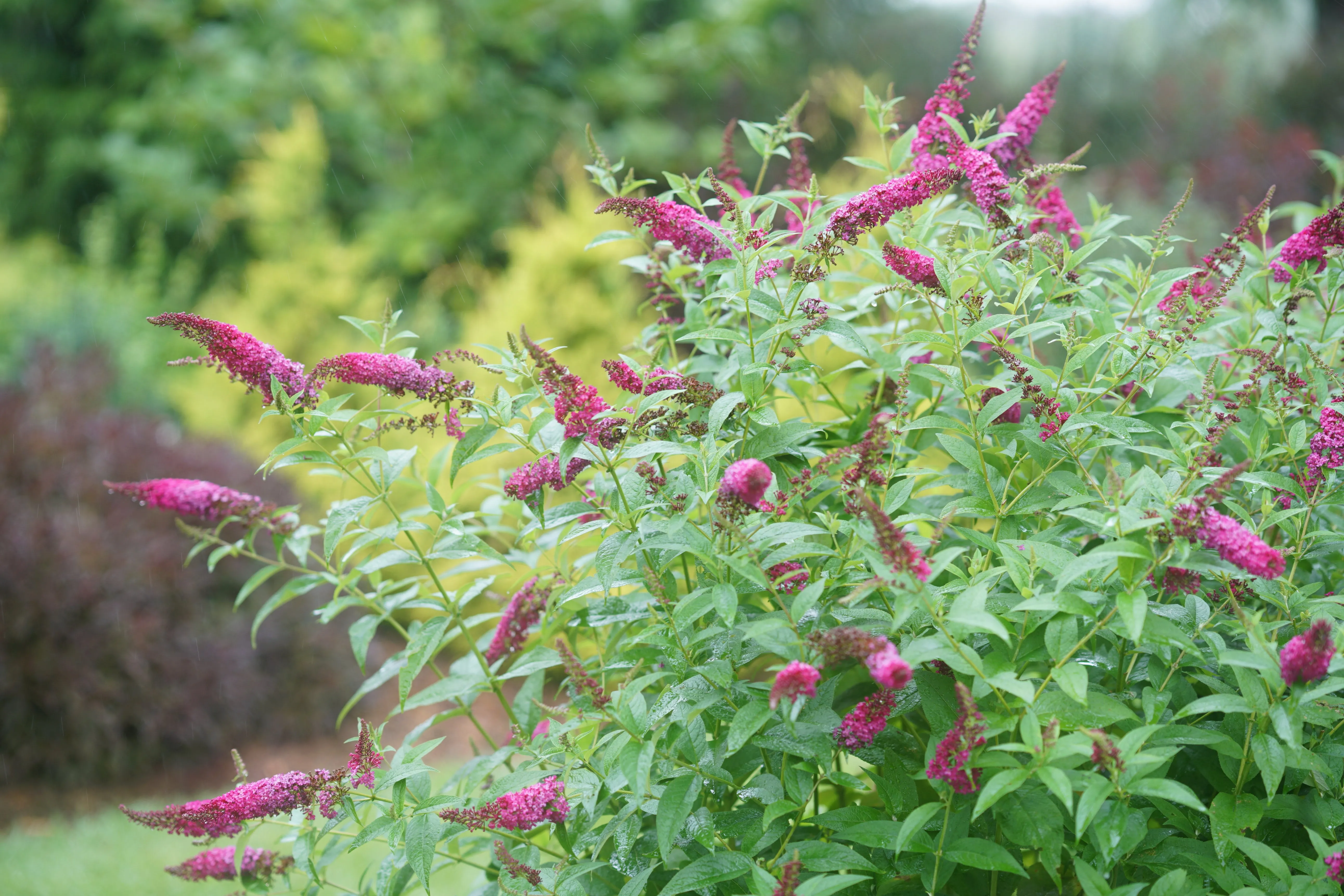 Miss Molly Butterfly Bush