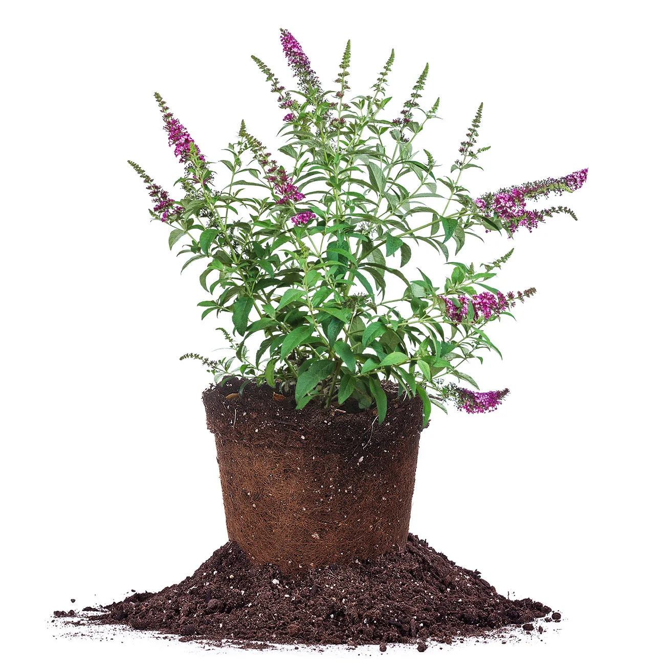 Miss Molly Butterfly Bush