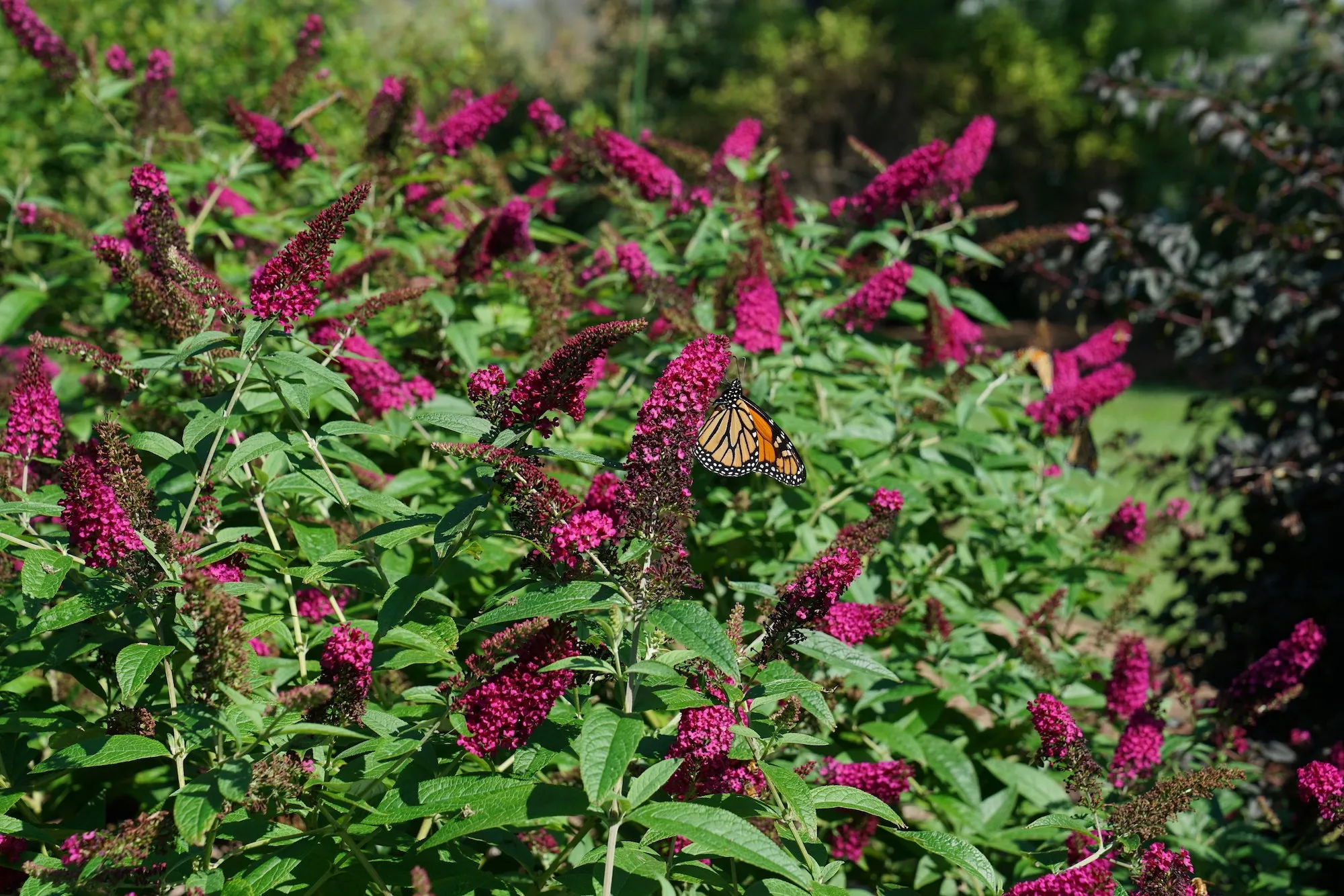 Miss Molly Butterfly Bush