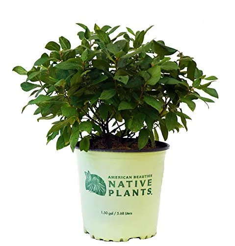 New Jersey Tea, Redroot